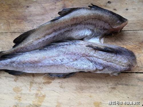 吃八瓜鱼爆头视频,惊心动魄的捕鱼瞬间