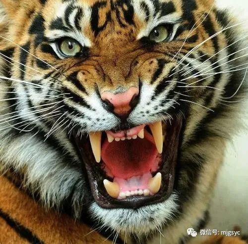 马虎虎吃瓜视频大全,笑料百出，欢乐无限