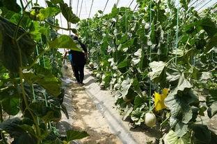 一栗沙子吃瓜视频,揭秘娱乐圈幕后故事