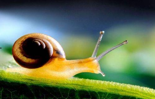 蜗牛吃酥瓜吗怎么吃视频,独特吃法揭秘