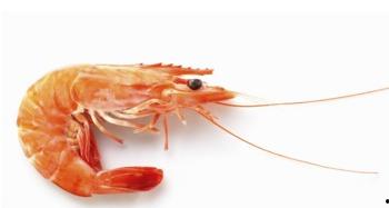 吃瓜可以吃虾尾吗视频大全