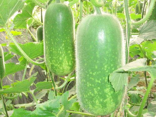 吃瓜八卦画面视频大全图片,吃瓜八卦画面视频大全图片大汇总