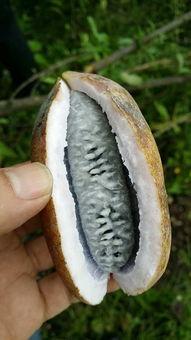 八月瓜摘吃视频播放,跟随视频感受摘食乐趣