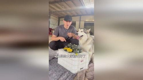 小狗吃瓜可爱搞笑视频,小狗吃瓜搞笑瞬间，萌态可掬引网友爆笑