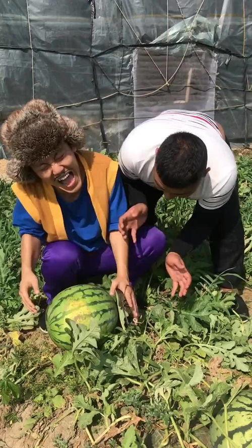 吃瓜偷西瓜的视频,一场吃瓜群众的欢乐视频大揭秘