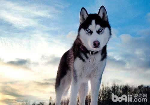 哈士奇吃古瓜视频,萌态十足引网友爆笑