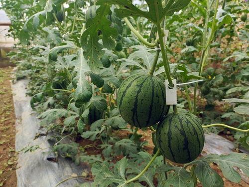 吊瓜坏了可以吃吗视频