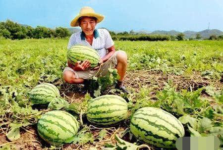 吃瓜博主路边吃瓜视频